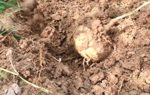  北方人■一根藤蔓长一颗果实，农民挖起来当水果吃，但很多北方