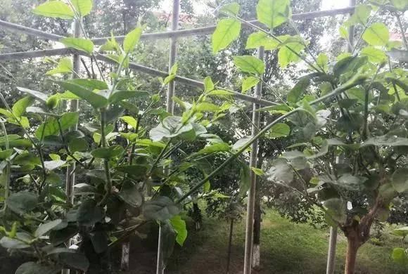  『过程中』茉莉徒长不开花？怎么做花朵开到炸