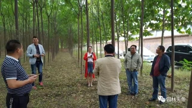 苦楝：这个乡土树种不一般，被誉为“可解决全球难题之树”