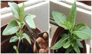 『这款』花期最长的植物是这款,天天有花开,养护容易,是阳台盆栽佳品