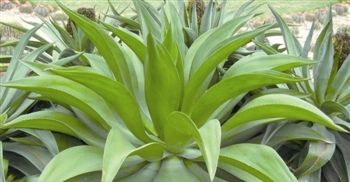 「剪掉」你家龙舌兰快开花了?赶紧剪掉,要不然它小命不保可别哭!