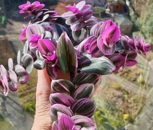  「大片」吊兰新品种，油画婚礼吊兰，好养颜值高，一根枝条繁殖一大片！