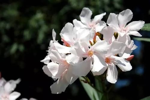  【毒性】13种最常见的有毒花儿，花友们都应当知道