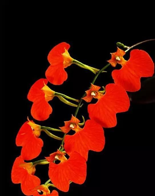  [朋友]100种珍稀兰花,你见过几种?美醉了!送给朋友们~