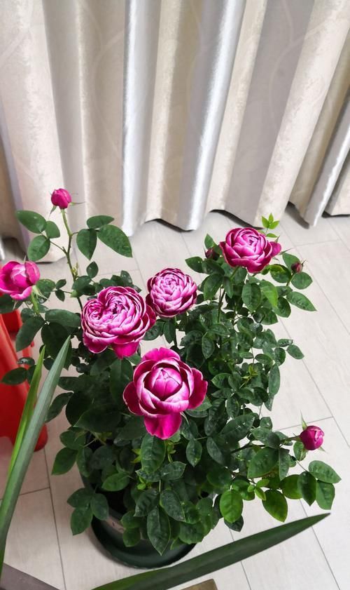  蓝眼睛：这4款花卉，好养易爆盆，开花美长势旺，一条藤千朵花，繁盛迷人