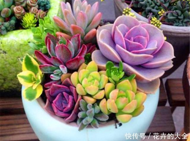 技巧|阳台养多肉专用技巧,只要5招,阳台也能养出极品多肉