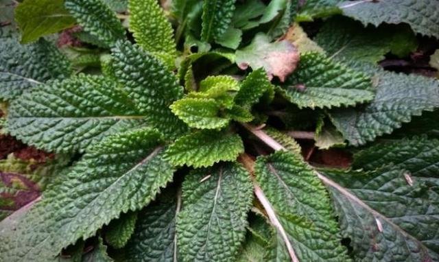 农村这野草叫做“草蛤蟆”，名字虽丑，用处可不少！