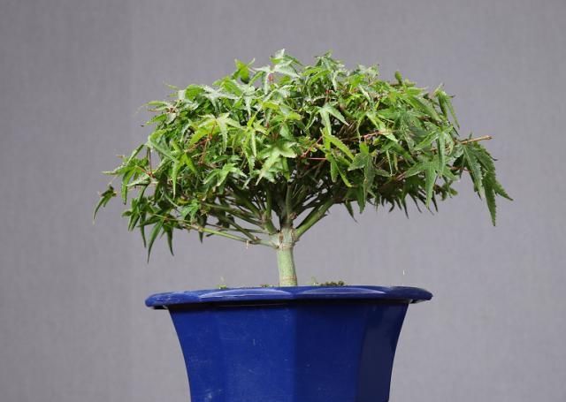 欣赏老丈人的盆景，造型艺术气息浓厚，具有非常好的观赏性