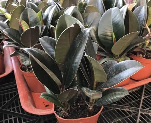  [植株的叶片]橡皮树叶片发黄、掉落，有四个原因，教你处理，叶子20天变油亮！