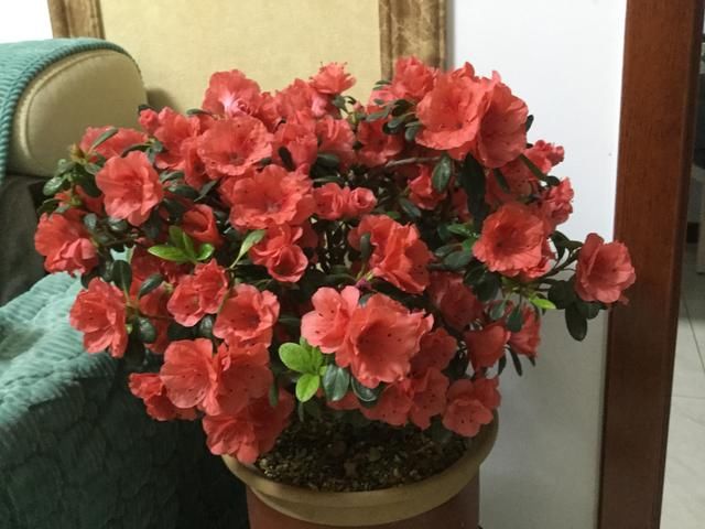  「养活」杜鹃花按照花友的搞法，能养活才怪，有多少钱都不够买花