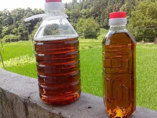  「食用油」野生一斤100元，种植一斤70元，极受欢迎，越来越多农