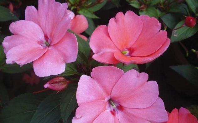  『富贵花』阳台养3种“富贵花”，花儿艳、叶片绿，2月不管，照样成“花海”