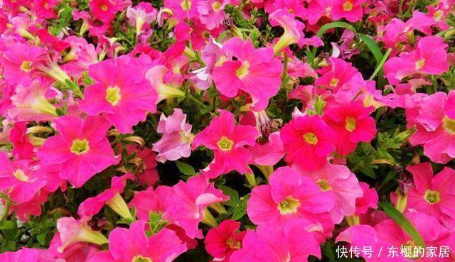 名字|路边6种“热花”,温度高就开花,路边扎堆长,能养成花海