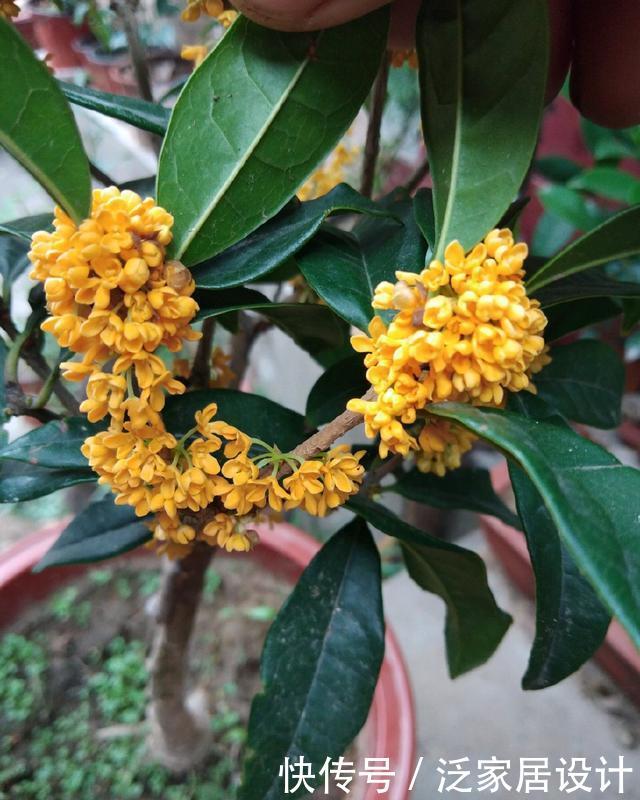  『桂花新芽出』桂花新芽呼呼冒？3个要点要记牢，缺少一个死翘翘
