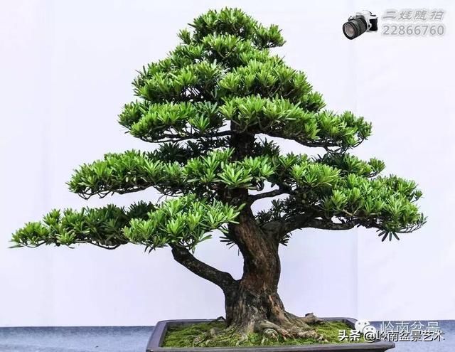 把温江盆景卖到欧洲去