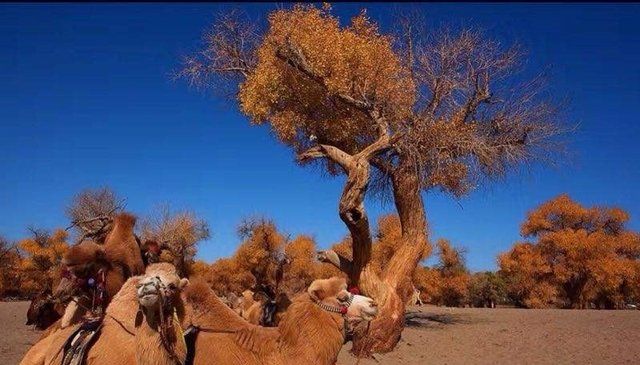  [胡杨林]我国当年在最大沙漠，种植了上亿棵胡杨林，如今怎么样