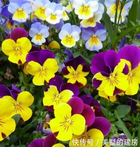  『家里』喜欢在家里养花，就养3种花，开花优美形似蝶，清香宜人香满屋