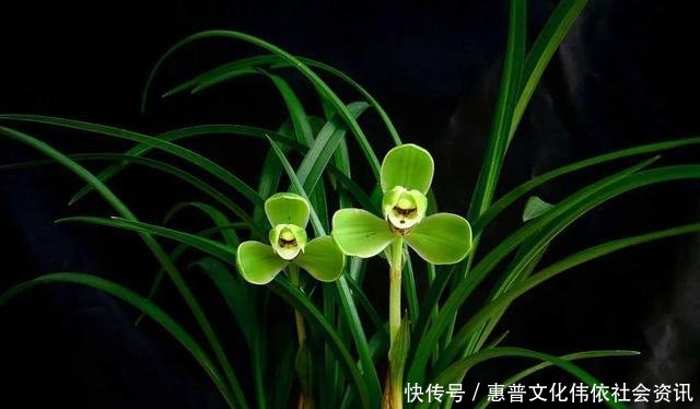  【生长期】兰花生长期停滞，或者生长缓慢，如何处理