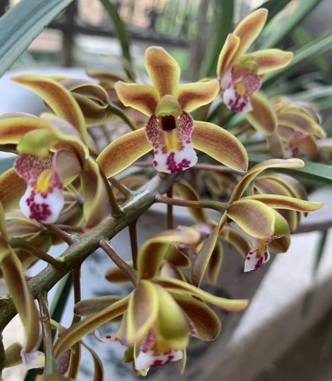  #粗壮#养兰花只用1种“促花肥”，肥力猛，花芽早出土，根系粗壮开花多
