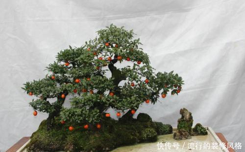 「生长出来」3种价值高的盆景树,养在家里寓意好,多养几年能升值