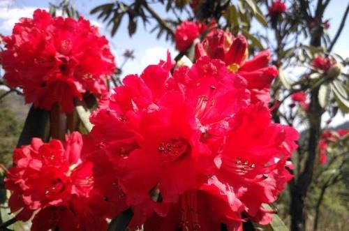 『温度』杜鹃花活不过第二年?做好几点,不用每年花冤枉钱买新的了