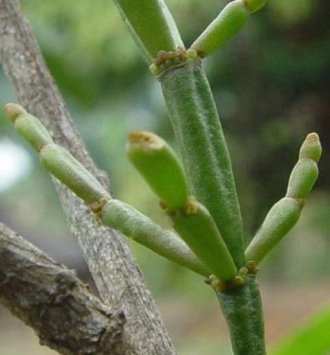  「珍贵」它极为珍贵，人称“螃蟹腿”与古树共生，每斤2000元，遇见赚大钱