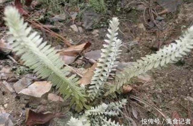 【人称】生长在石缝里,人称“鹿茸草”,能当盆栽观赏,值钱,也珍贵!