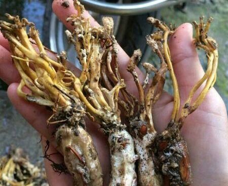  极品|农村极品宝贝，价值堪比冬虫夏草，藏身在农民住宅附近