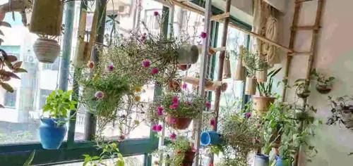  『一年四季』客厅养一堆便宜花，一年四季开不停，没钱也能变花园！