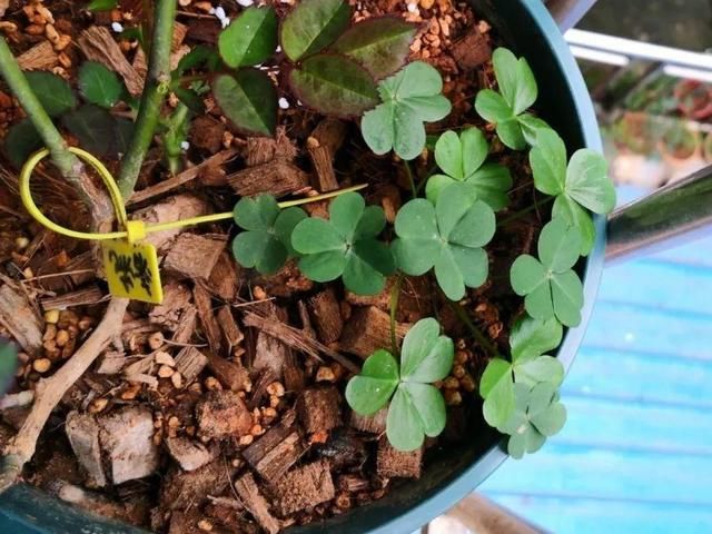  [黄花酢浆草]花盆里长出蘑菇，马上拔干净，否则就是大祸害！