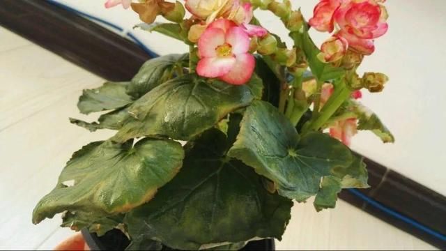 「图片作者」10种花,春天不能晒,躲屋里最安全!