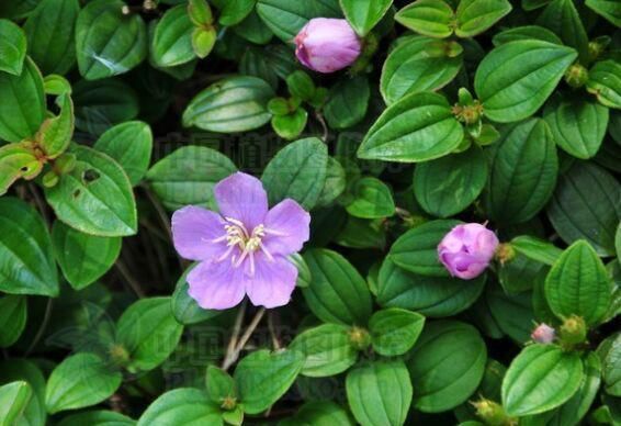  『西洋』西洋菜是一种多年生的水生草本植物，茎圆形，匍匐生长。