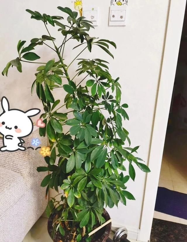  『水泥花盆』客厅养盆镇宅花，除异味、保家宅，越养家越旺！