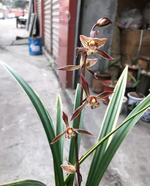  [不逊]这几款花卉，一树多色花，漂亮不逊玫瑰，花香四溢，盆栽佳品