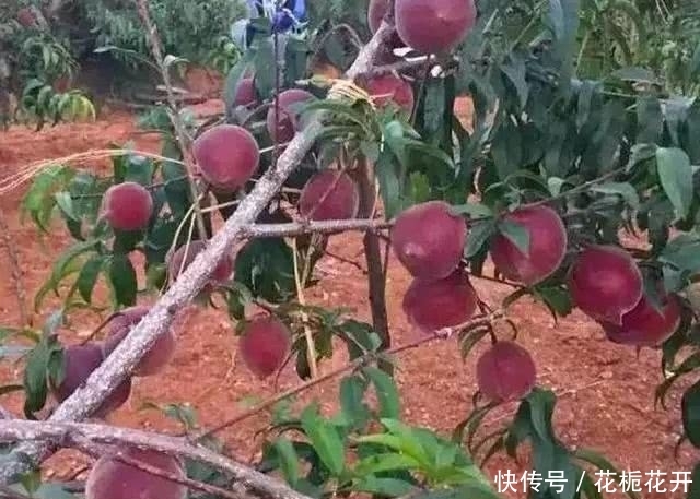 中国最贵的果树，一亩产3300斤，1斤20-40元，家里种2棵就不得了