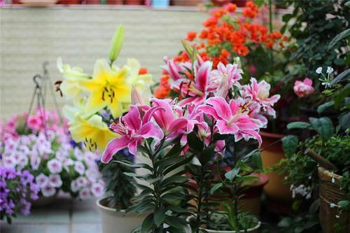 #小球#这些香香花,有长寿命,只要种一次,开花几十年,爆满小球球