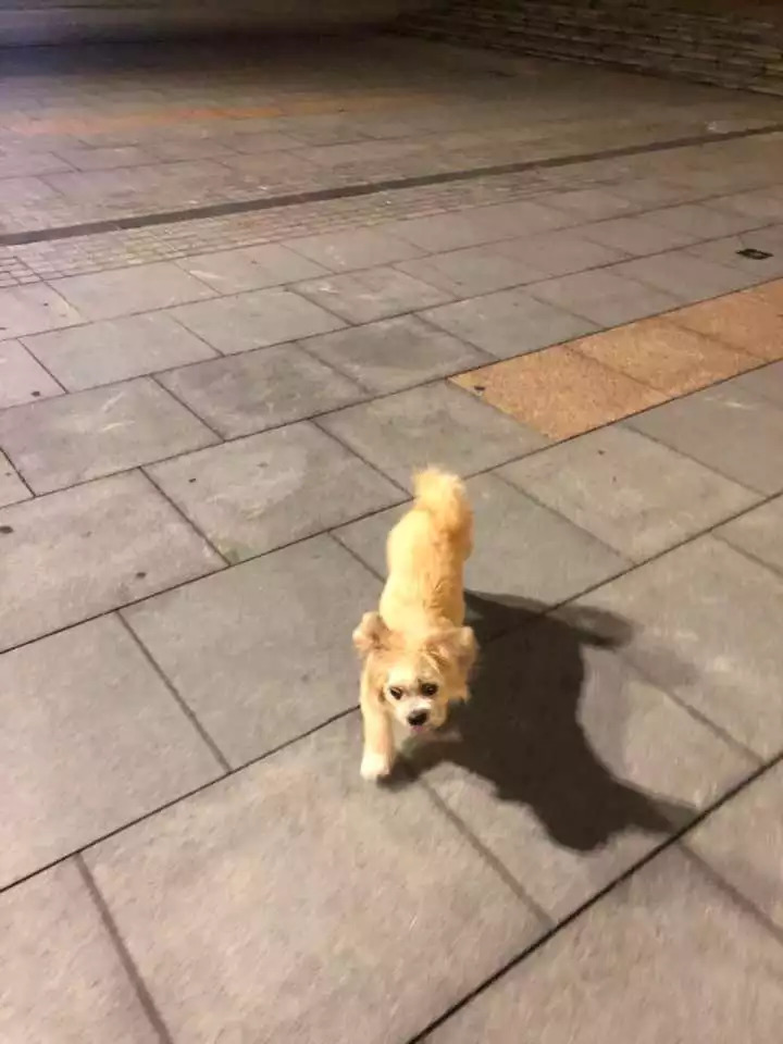 网红当街殴打孕妇！警方凌晨发布最新通报：违法行为基本查清；其