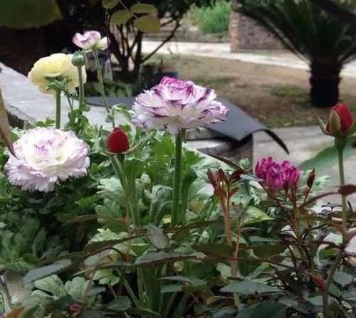  「此种」此种植物株型似芹菜、花开如玫瑰，好看又好养，盆栽需谨记3点