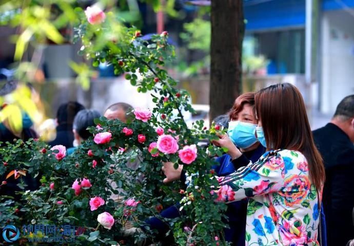  『带回家』重庆荣昌：市民逛花市 “春天”带回家