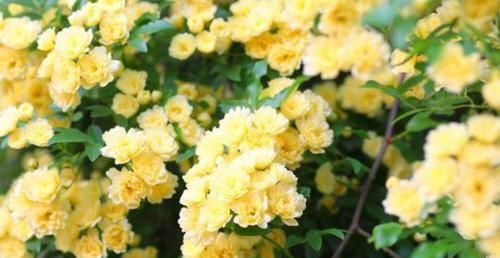  『花色艳丽』养花就养这几款，全年开花不停，爆盆美如花，枝头窜满花苞
