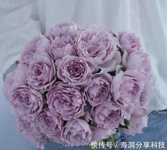  「品种」梦幻悠长，无法抗拒，月季的那抹蓝紫色美得清凉又高级！