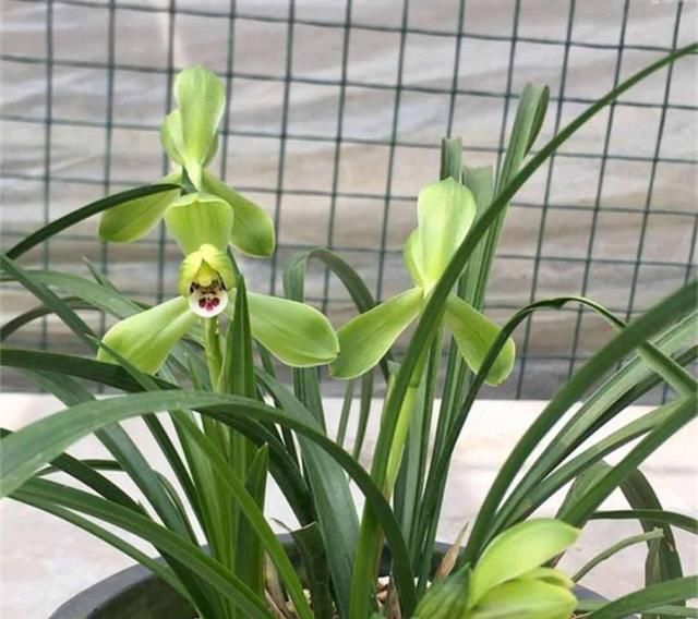  『烂根』兰花很难养？做好这个小细节，养护变得超级简单，你学会了吗？