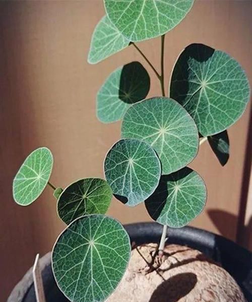  【家里】别养绿萝了，这20种耐阴花，养家里才气派！