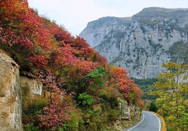 一夜之间这里的变红了,想要赏红叶、银杏,这里不可错过!