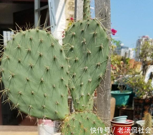 『仙人』仙人掌薄成纸2个小方法,吃成大胖子,长成老树桩,挂满仙人果