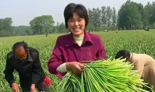  [种大蒜]大蒜今年还能赚钱吗?不要盲目跟风，看看农业专家怎么说