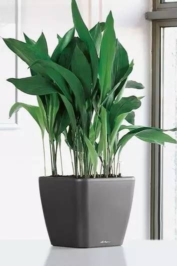  「就要」22种室内极难养死的植物，绿植就要选这些