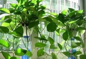  连成一片|秋天怎么养好绿萝？掌握4点技巧，叶子四季常青连成一片