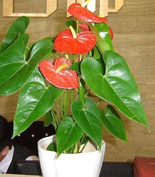  [纳财]?它花姿奇特美妍，叶片油绿，花色红艳，招福又纳财