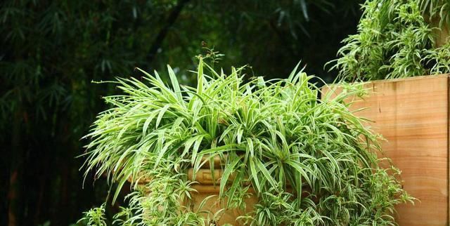 『轻松』绿萝吊兰怕什么?黄叶烂根最头疼,土里加点“皮”,就能轻松解决